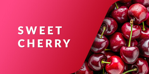 Sweet Cherry}