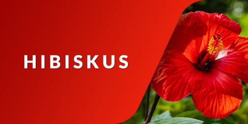 Hibiskus}